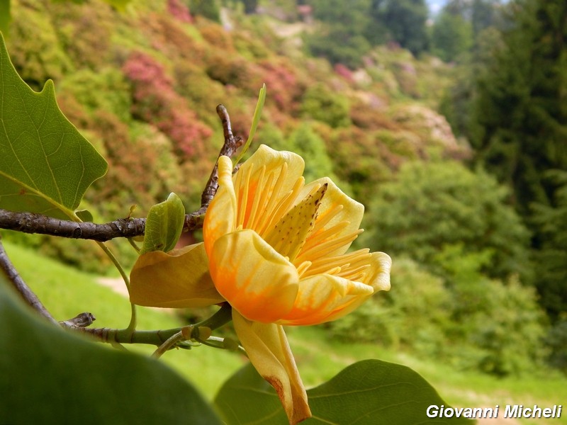 Liriodendron tulipifera